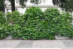 Photo Textures of Ivy